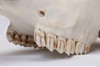 animal skull teeth 0003